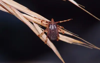 Hyalomma Zecke in Norddeutschland