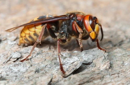 Europäische Hornisse (Vespa crabro) auf Baumrinde - Schädlingsbekämpfer Mecklenburg-Vorpommern