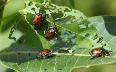 Japankäfer Popillia Japonica Deutschland