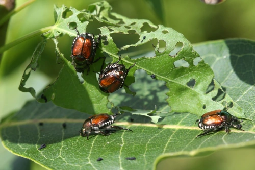 Japankäfer (Popillia japonica) auf Blatt mit Fraßschäden — Schädlingsbekämpfung Mecklenburg-Vorpommern