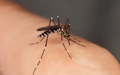 Asiatische Tigermücke
