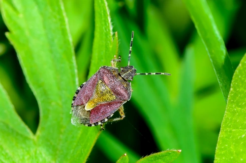 Beerenwanze (Dolycoris baccarum) auf Blatt - heimische Wanzenart, Verwechslung mit Marmorierten Baumwanze möglich
