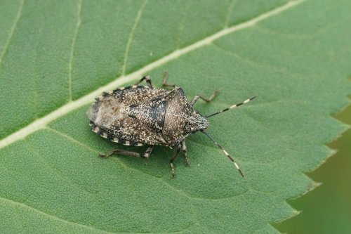 Graue Gartenwanze (Rhaphigaster nebulosa) auf Blatt - häufige Verwechslung mit der Marmorierten Baumwanze
