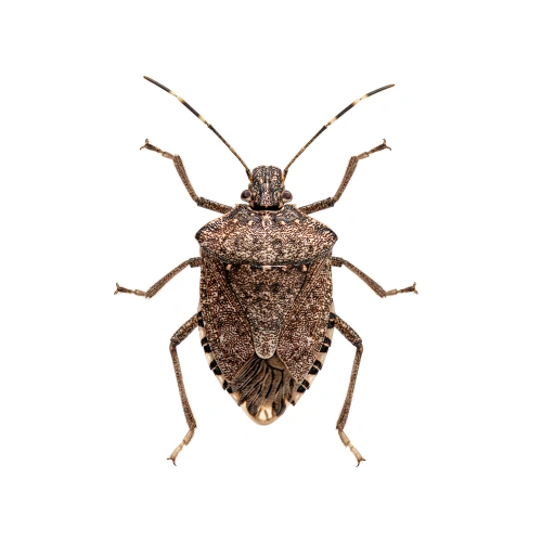 Marmorierte Baumwanze (Halyomorpha halys) - invasive Stinkwanze in Deutschland