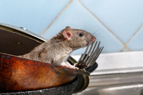 Wanderratte am Küchengeschirr - Ratten kontaminierenLebensmittel und Oberflächen mit Krankheitserregern