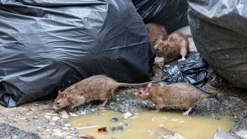 Wanderratten an Müllsäcken - offener Müll ist die häufigste Ursache für Rattenbefall in Städten