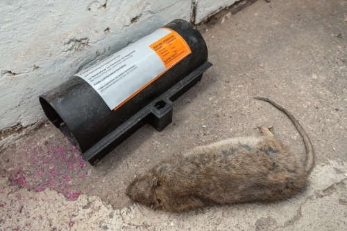Tote Ratte neben professioneller Köderbox - Rattenbekämpfung durch zertifizierten Schädlingsbekämpfer Mecklenburg-Vorpommern